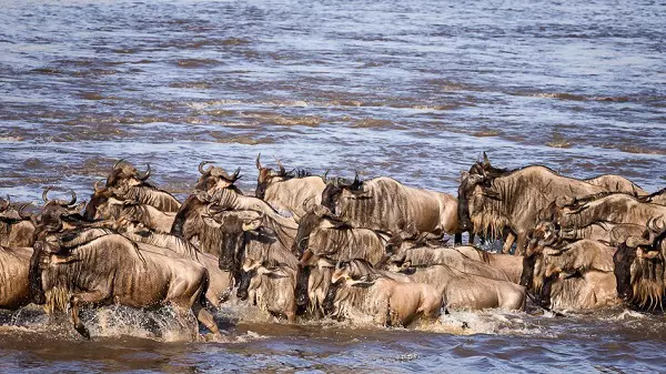 The 7-day Serengeti wildebeest safari tour package during the Mara River Crossing