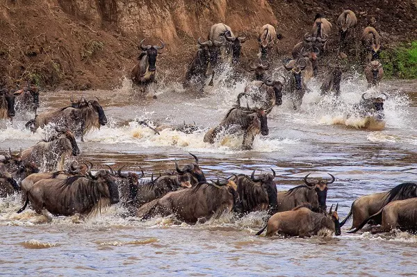 The 6-day Serengeti migration safari tour package during the Mara River Crossing