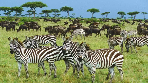 5-Day Serengeti migration safari tour package during the Calving Season