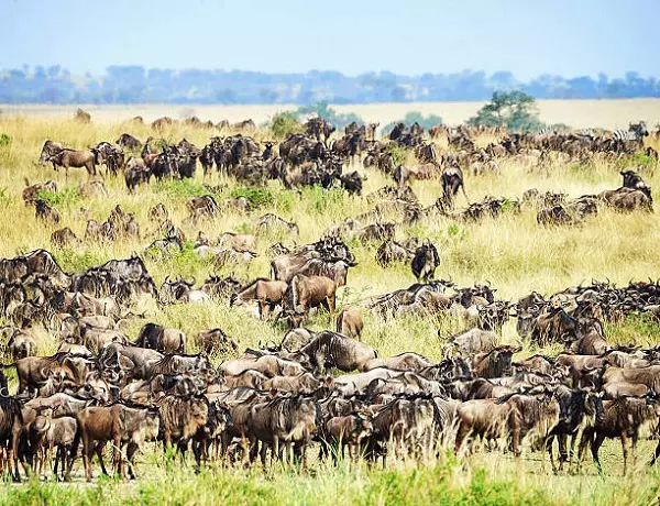 6-day Serengeti wildebeest migration safari tour during the calving season