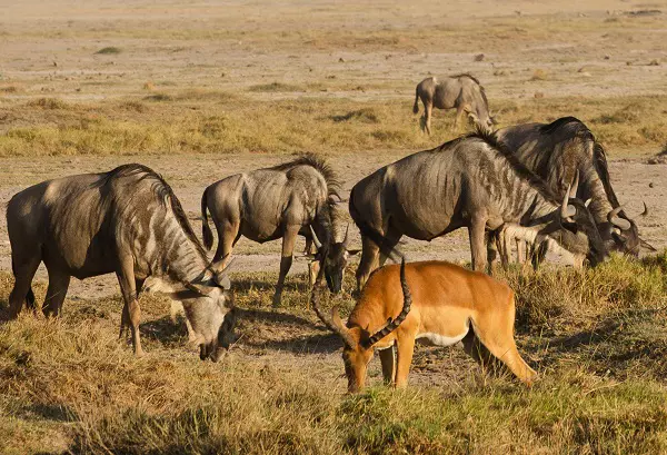 Best Serengeti migration safari tour packages